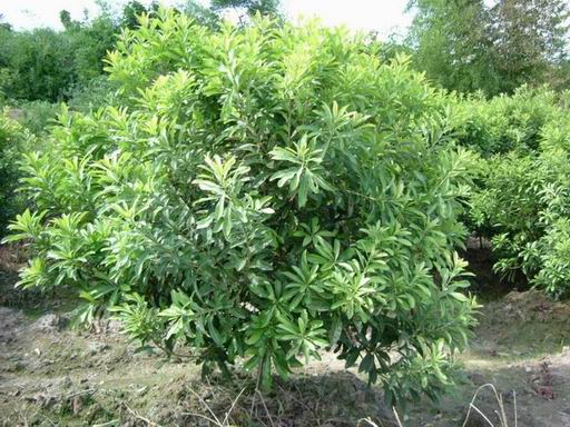 [湖(hú)南(nán)花(huā)木(mù)]楊梅樹(shù)叢生(shēng)