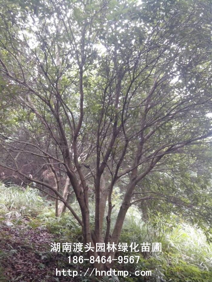 楊梅樹(shù)/叢生(shēng)楊梅 楊梅樹(shù)/叢生(shēng)楊梅