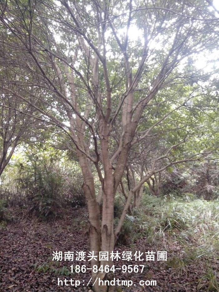 湖(hú)南(nán)楊梅基地(dì)/工(gōng)程楊梅 湖(hú)南(nán)楊梅基地(dì)/工(gōng)程楊梅