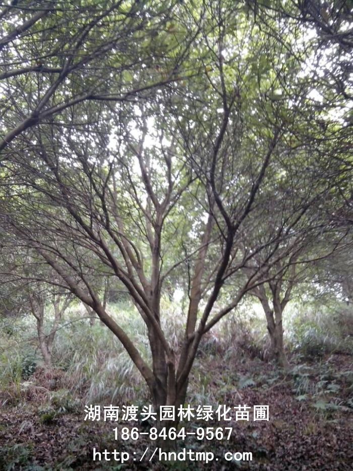 叢生(shēng)楊梅/楊梅 叢生(shēng)楊梅/楊梅