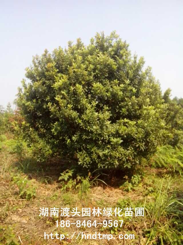 湖(hú)南(nán)楊梅樹(shù)出售/長(cháng)沙楊梅樹(shù)出售批發 湖(hú)南(nán)楊梅樹(shù)出售/長(cháng)沙楊梅樹(shù)出售批發