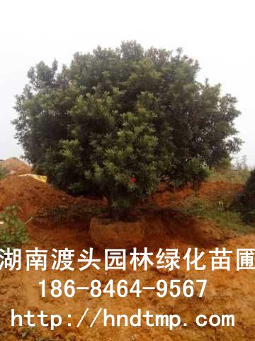 大(dà)楊梅樹(shù)/叢生(shēng)楊梅