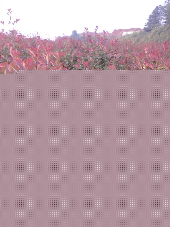 紅(hóng)葉石楠綠(lǜ)籬