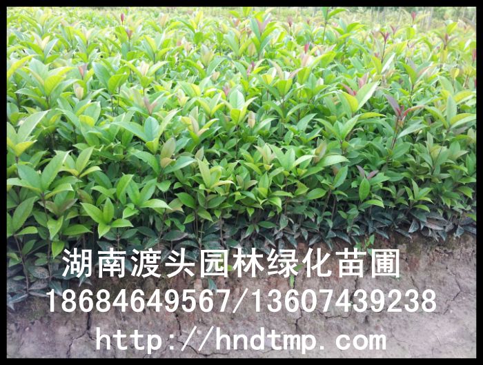 湖(hú)南(nán)丹桂/四川丹桂/貴州丹桂 湖(hú)南(nán)丹桂/四川丹桂/貴州丹桂