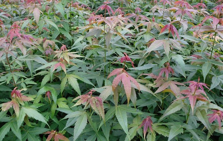 青楓小(xiǎo)苗 青楓苗 青楓樹(shù)苗 青楓苗木(mù) 青楓小(xiǎo)苗批發 青楓苗木(mù)