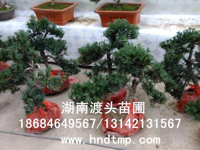 羅漢松盆景 羅漢松盆栽 羅漢松造型 造型羅漢松 造型羅漢松精品 羅漢松盆景 羅漢松盆栽 羅漢松造型 造型羅漢松 造型羅漢松精品