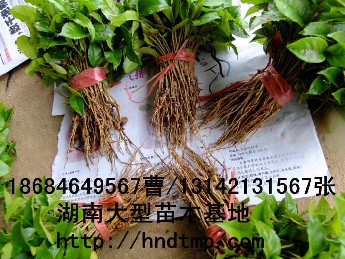 八月(yuè)桂花(huā)芽苗