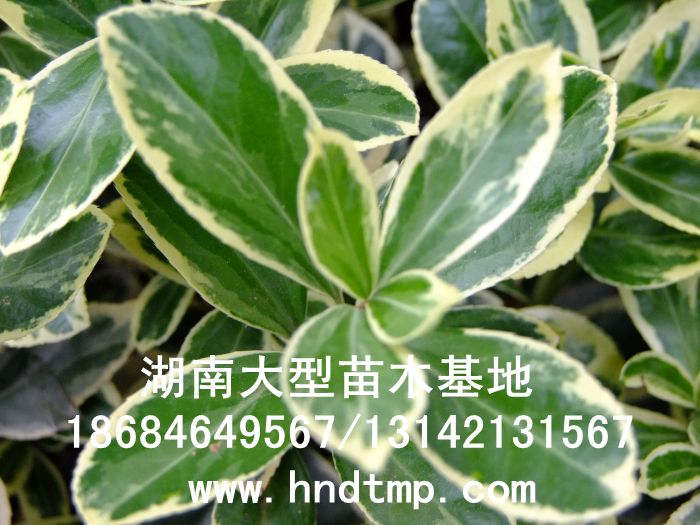 金(jīn)邊黃(huáng)楊