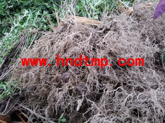 六月(yuè)雪(xuě)小(xiǎo)苗