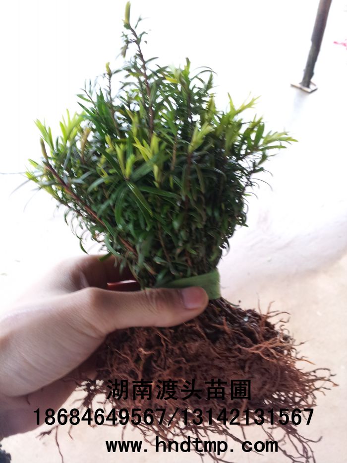 南(nán)方紅(hóng)豆杉,紅(hóng)豆杉小(xiǎo)苗