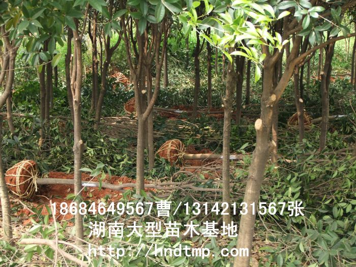 八月(yuè)金(jīn)桂5CM