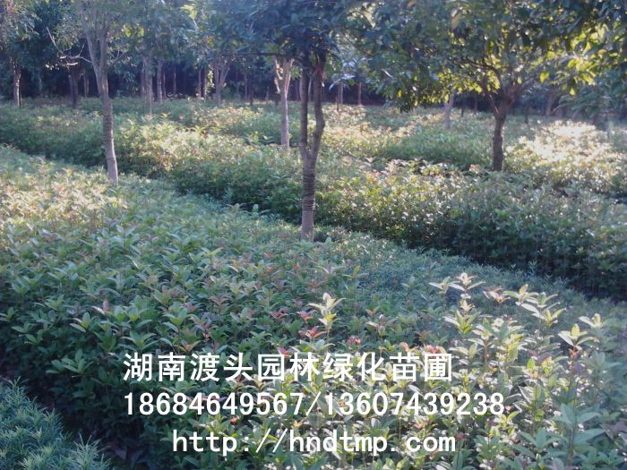 八月(yuè)金(jīn)桂小(xiǎo)苗/八月(yuè)桂小(xiǎo)苗