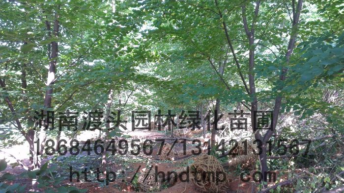 日(rì)本櫻花(huā)－日(rì)本早櫻－白(bái)色花(huā)系