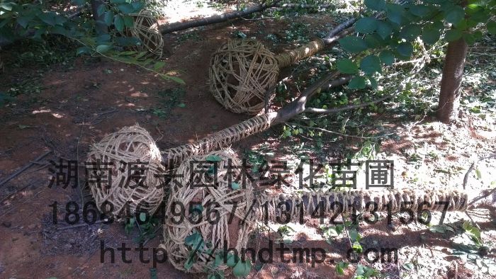 8CM櫻花(huā)，日(rì)本早櫻，日(rì)本櫻花(huā)