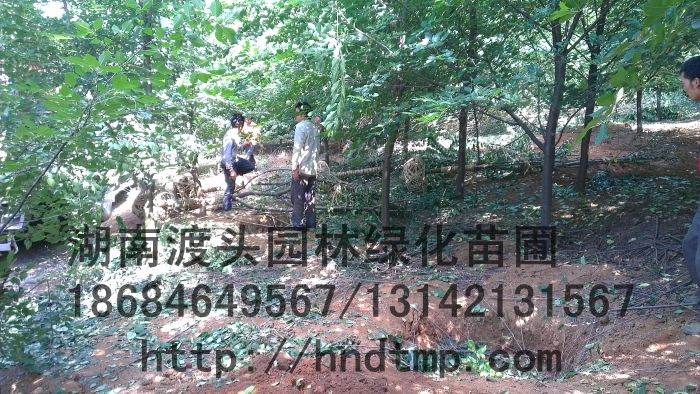 8CM櫻花(huā)，日(rì)本早櫻，日(rì)本櫻花(huā)