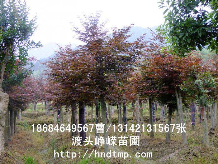 湖(hú)南(nán)苗圃供應稼接紅(hóng)楓