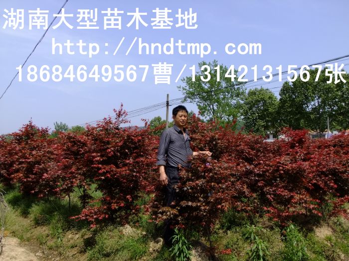 日(rì)本紅(hóng)楓