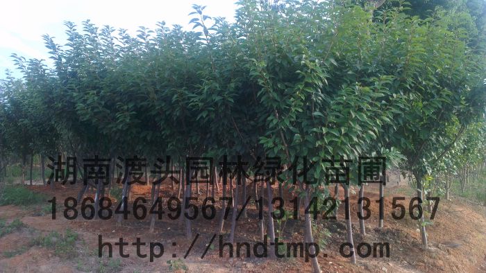 櫻花(huā)-湖(hú)南(nán)花(huā)木(mù)