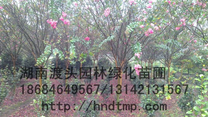 【湖(hú)南(nán)紫薇】大(dà)量供應綠(lǜ)化(huà)用(yòng)紫薇樹(shù),紫薇苗,叢生(shēng)紫薇,百日(rì)紅(hóng)花(huā)紫薇