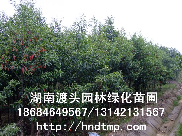 【湖(hú)南(nán)花(huā)木(mù)】3-5公分(fēn)杜英基地(dì)