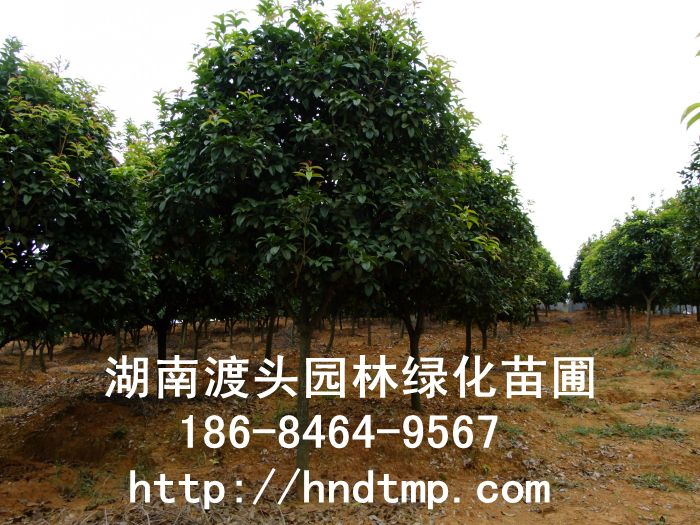 【湖(hú)南(nán)花(huā)木(mù)】7公分(fēn)四季桂/月(yuè)月(yuè)桂