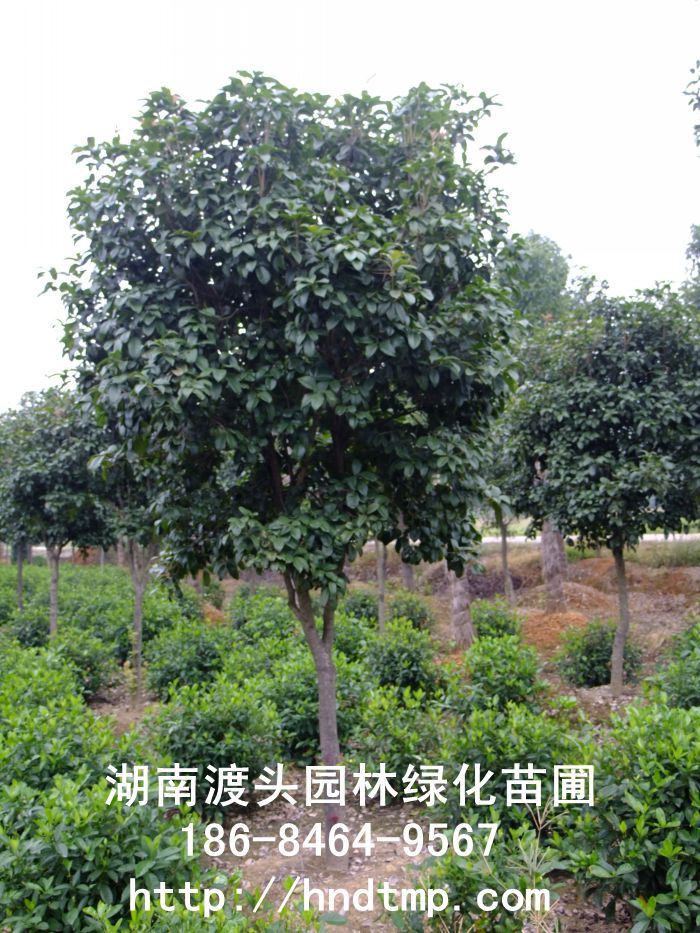 【湖(hú)南(nán)花(huā)木(mù)】8公分(fēn)四季桂/月(yuè)月(yuè)桂