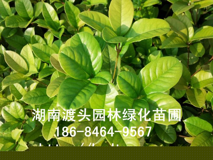 長(cháng)沙苗圃四季桂/月(yuè)月(yuè)桂色小(xiǎo)苗批發