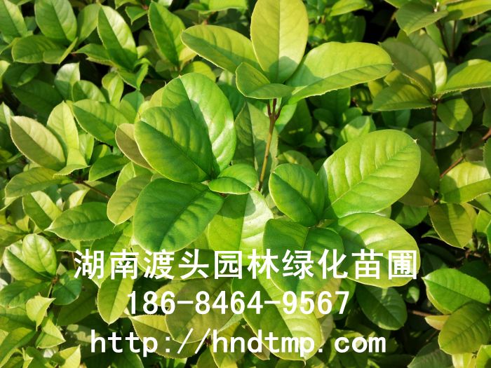 長(cháng)沙苗圃四季桂/月(yuè)月(yuè)桂色小(xiǎo)苗批發