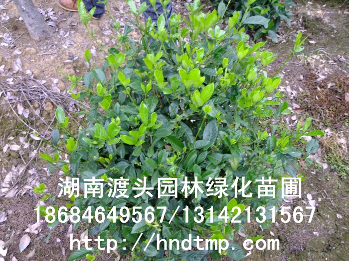 長(cháng)沙苗圃大(dà)葉栀子(zǐ)花(huā)球，工(gōng)程苗