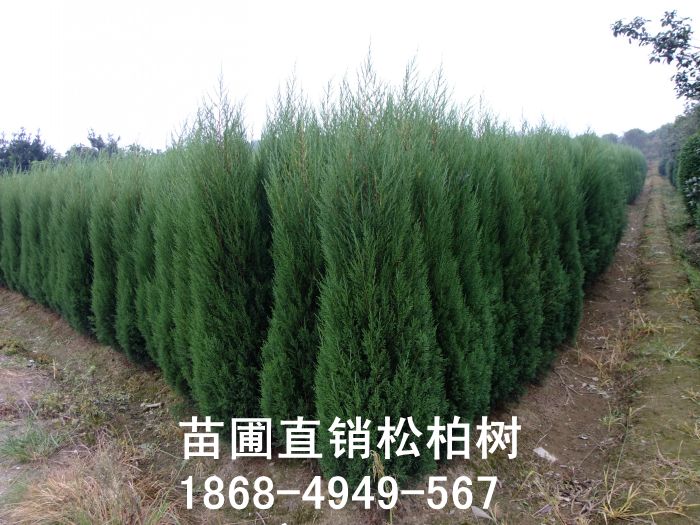塔柏/松柏H150-180cm
