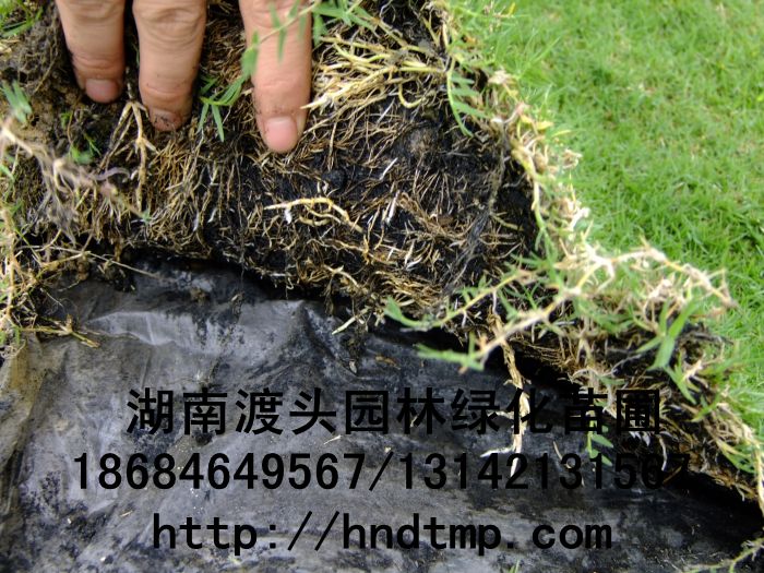 [湖(hú)南(nán)花(huā)木(mù)]百慕大(dà)草(cǎo)皮/無土(tǔ)草(cǎo)毯