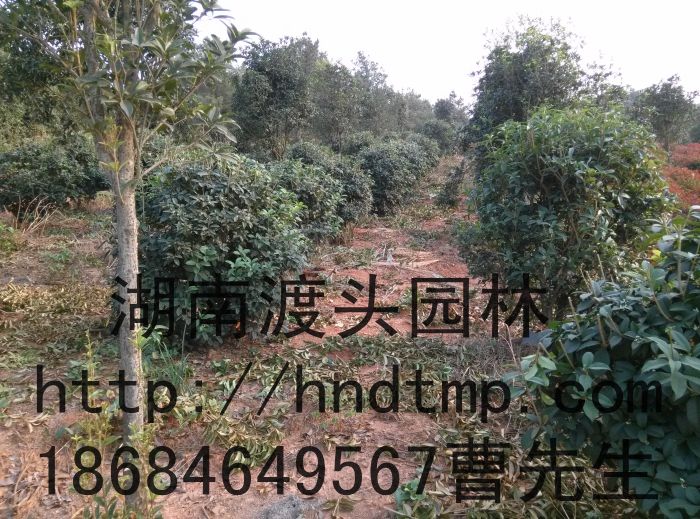 四季桂球/月(yuè)月(yuè)桂球