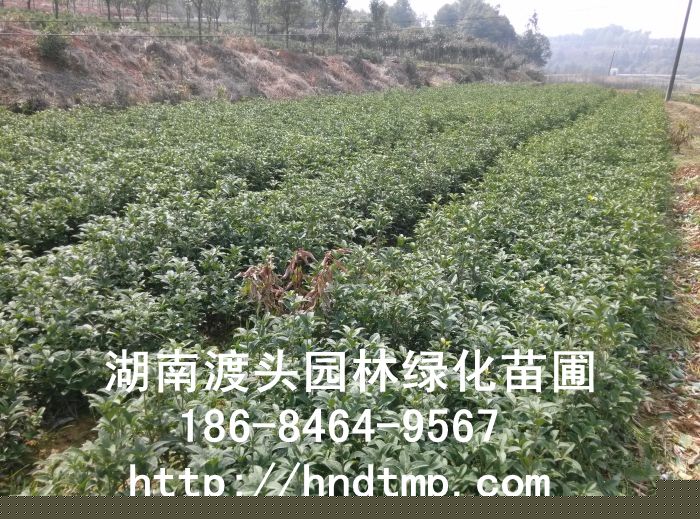 湖(hú)南(nán)丹桂小(xiǎo)苗,血桂小(xiǎo)苗 湖(hú)南(nán)丹桂小(xiǎo)苗,血桂小(xiǎo)苗