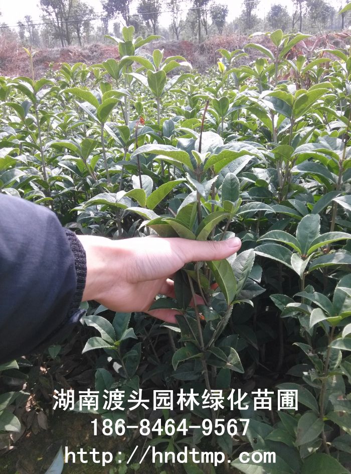 湖(hú)南(nán)長(cháng)沙正宗紅(hóng)花(huā)丹桂 湖(hú)南(nán)長(cháng)沙正宗紅(hóng)花(huā)丹桂