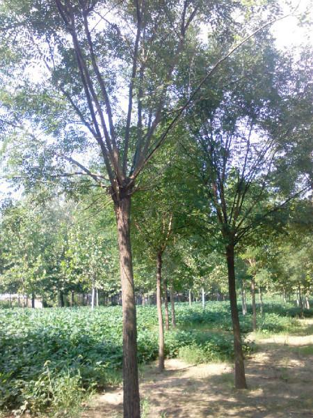 國(guó)槐樹(shù)、國(guó)槐