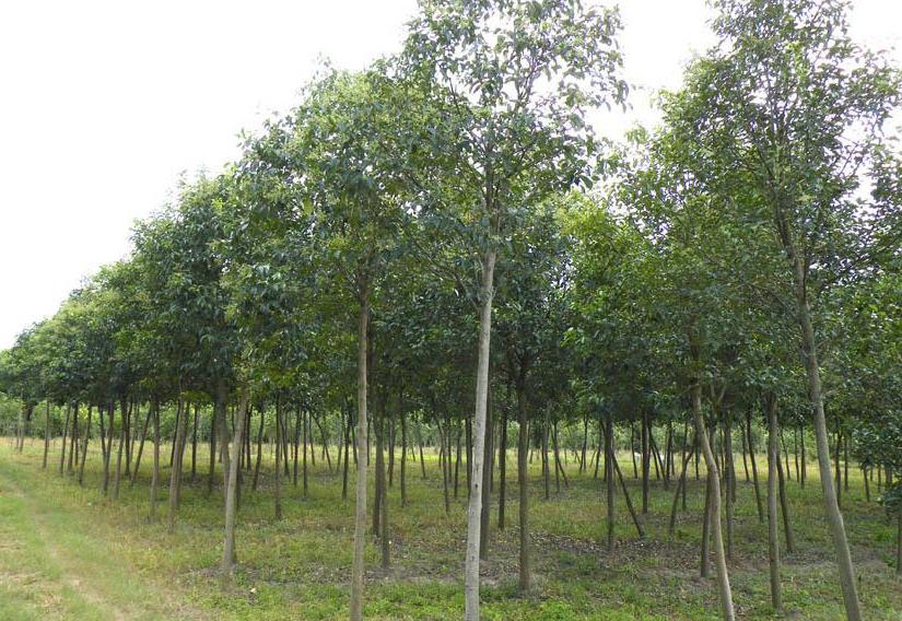 大(dà)葉女(nǚ)貞苗、大(dà)葉女(nǚ)貞行(xíng)道(dào)樹(shù)