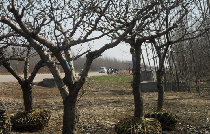 山(shān)楂、山(shān)楂樹(shù)、山(shān)楂樹(shù)苗