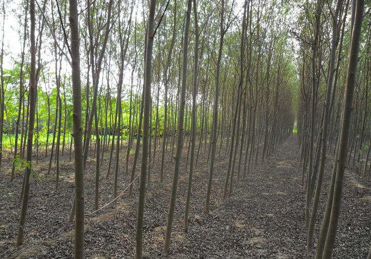 旱柳、旱柳小(xiǎo)苗、旱柳樹(shù)