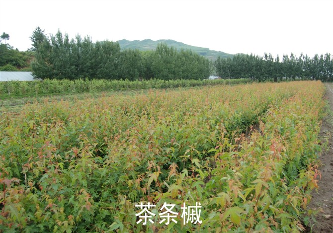 茶條槭、茶條槭球、茶條槭小(xiǎo)苗