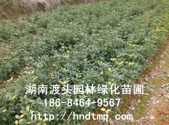 湖(hú)南(nán)浏陽柏加正宗紅(hóng)花(huā)丹桂苗批發