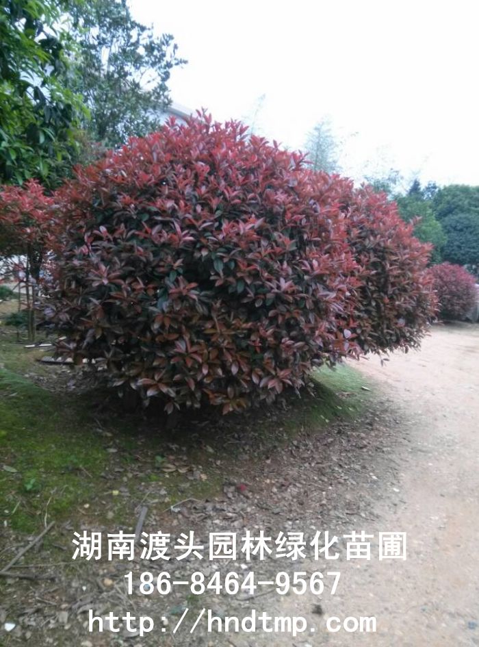 湖(hú)南(nán)長(cháng)沙紅(hóng)葉石楠球直銷