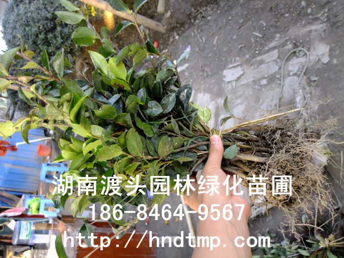 茶梅小(xiǎo)苗批發