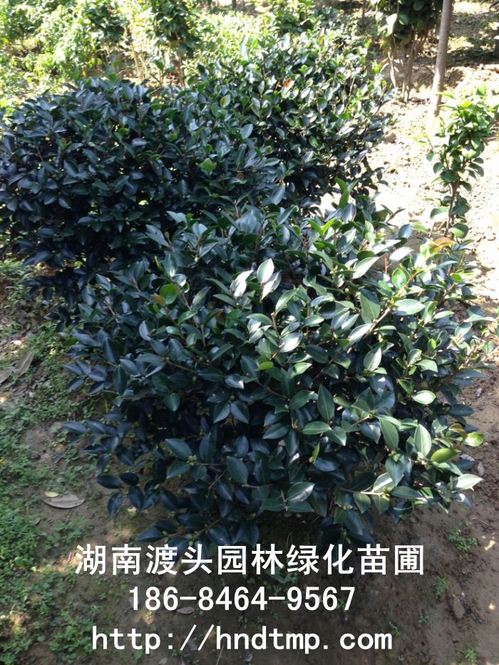 長(cháng)沙苗圃批發茶梅球