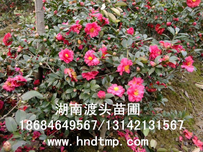 長(cháng)沙苗圃茶梅球供應