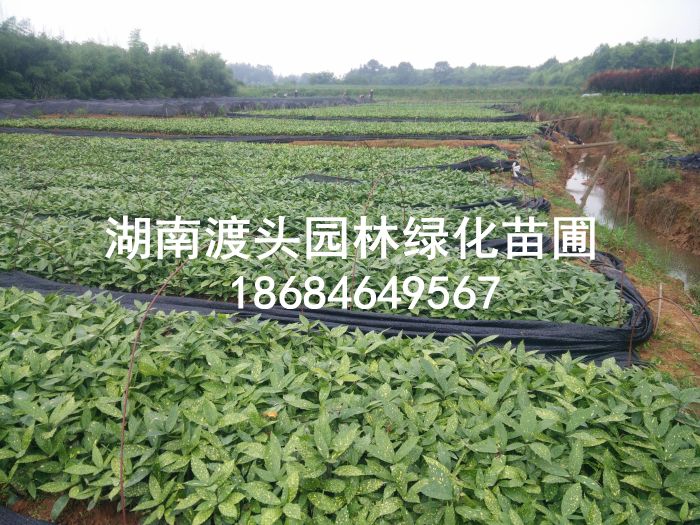 桃葉珊瑚/灑金(jīn)珊瑚