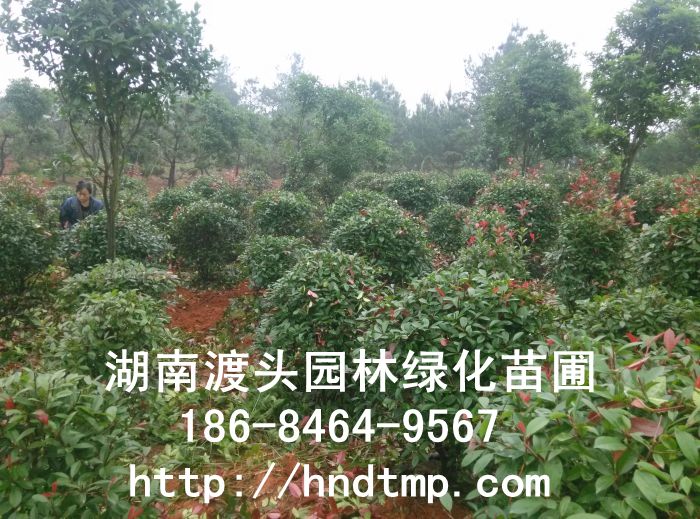 湖(hú)南(nán)長(cháng)沙精品紅(hóng)葉石楠球(優質低(dī)價)