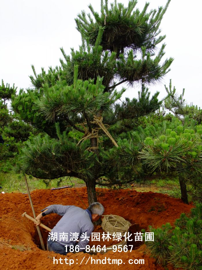 造型日(rì)本黑(hēi)松批發