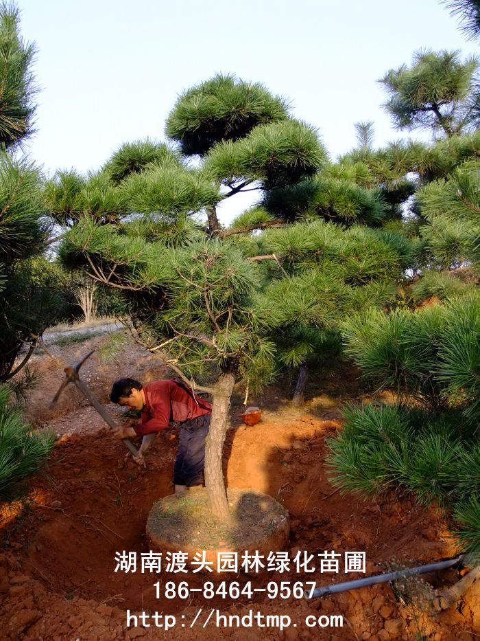 造型黑(hēi)松（湖(hú)南(nán)苗圃）