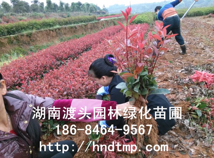 紅(hóng)葉石楠扡插苗