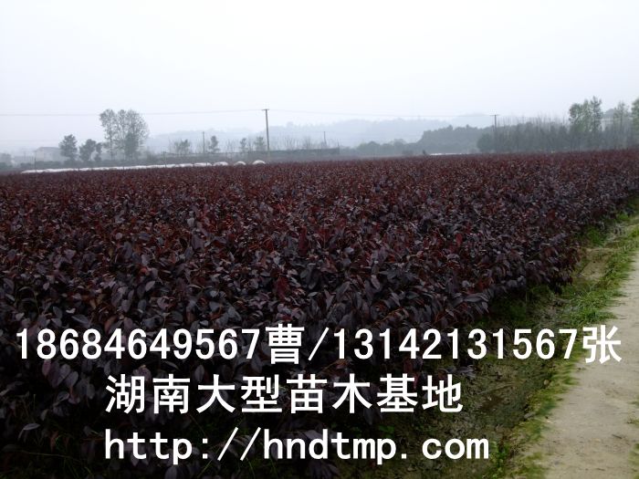 紅(hóng)花(huā)繼木(mù)小(xiǎo)苗